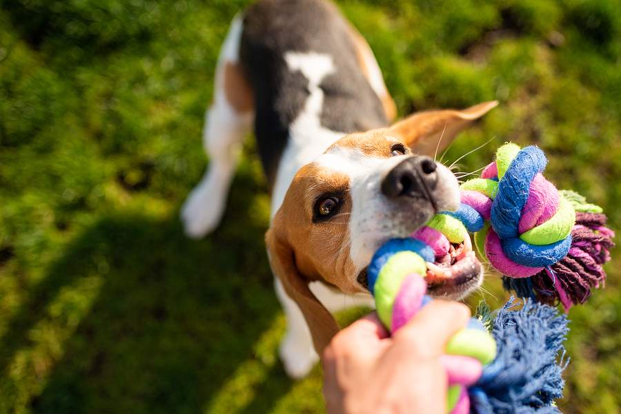 Prevenção de Doenças Parasitárias em Pets: Cuidados Essenciais para a Saúde do Seu Animal de Estimação