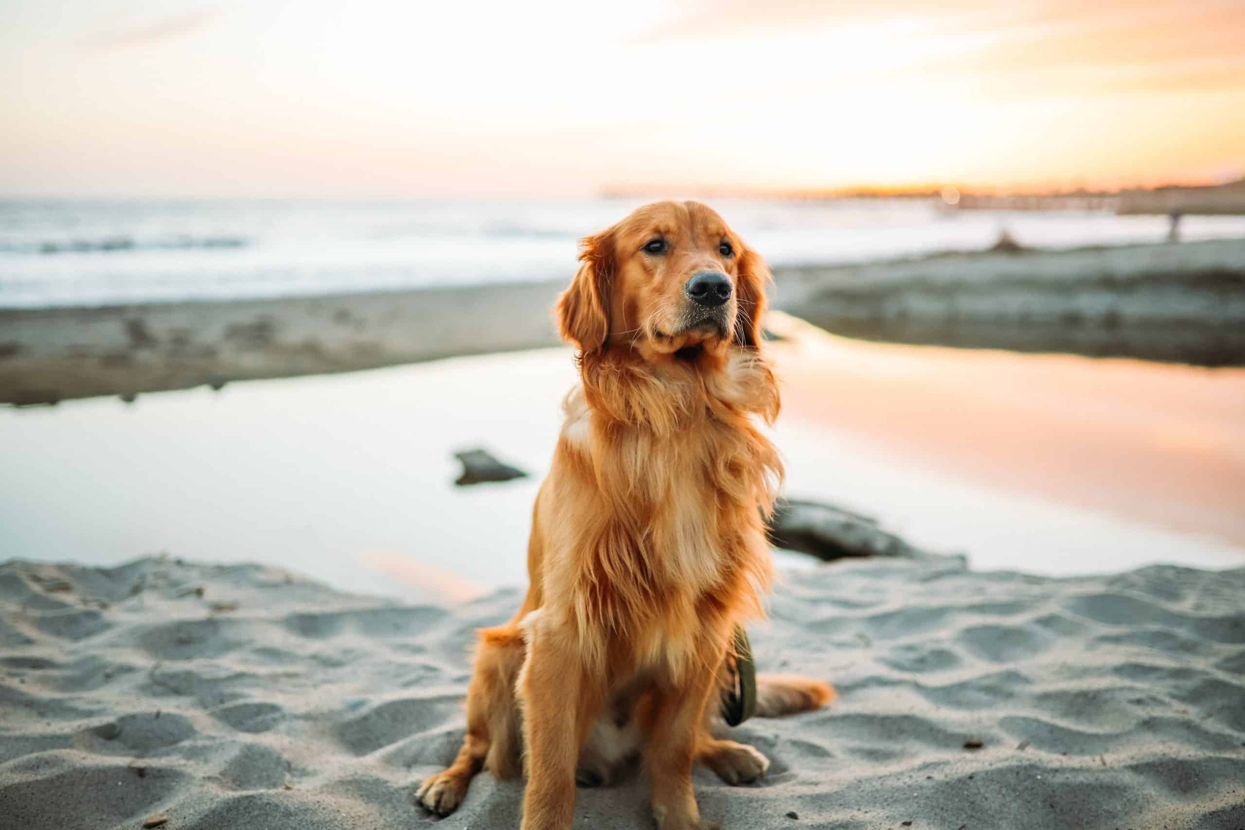 Cuidados Essenciais ao Levar seu Pet para a Praia: Dicas para uma Experiência Segura