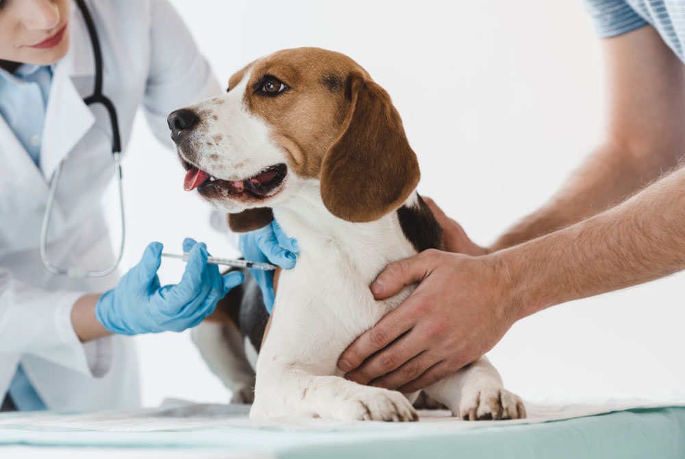 A Importância da Vacinação dos Pets: Protegendo a Saúde do Seu Animal de Estimação